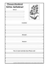 Pflanzensteckbrief-echtes-Seifenkraut-SW.pdf